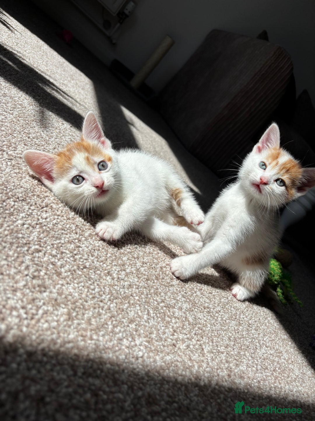Domestic Shorthair cats for sale: 5 kittens available  - Image 10