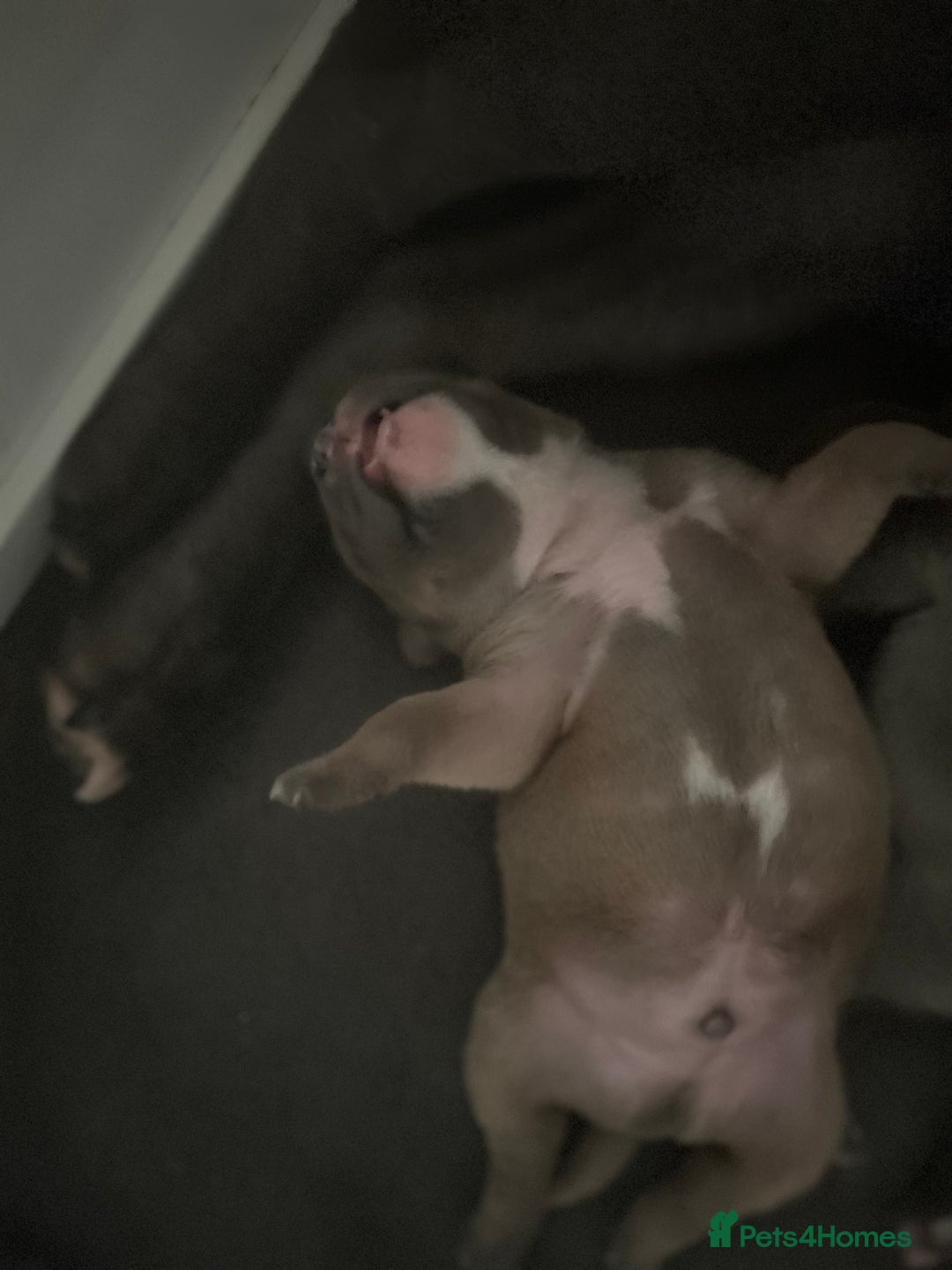 Staffordshire Bull Terrier dogs for sale: KC REG STAFFORDSHIRE BULL TERRIER PUPS - Image 7