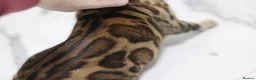 Bengal cats for sale: Two Beautiful Bengal Females  in Liverpool - Advert 2