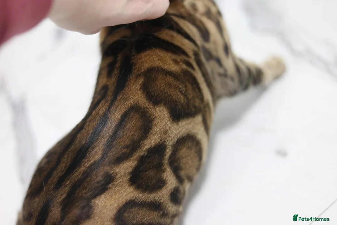 Bengal cats for sale: Two Beautiful Bengal Females  in Liverpool - Advert 2