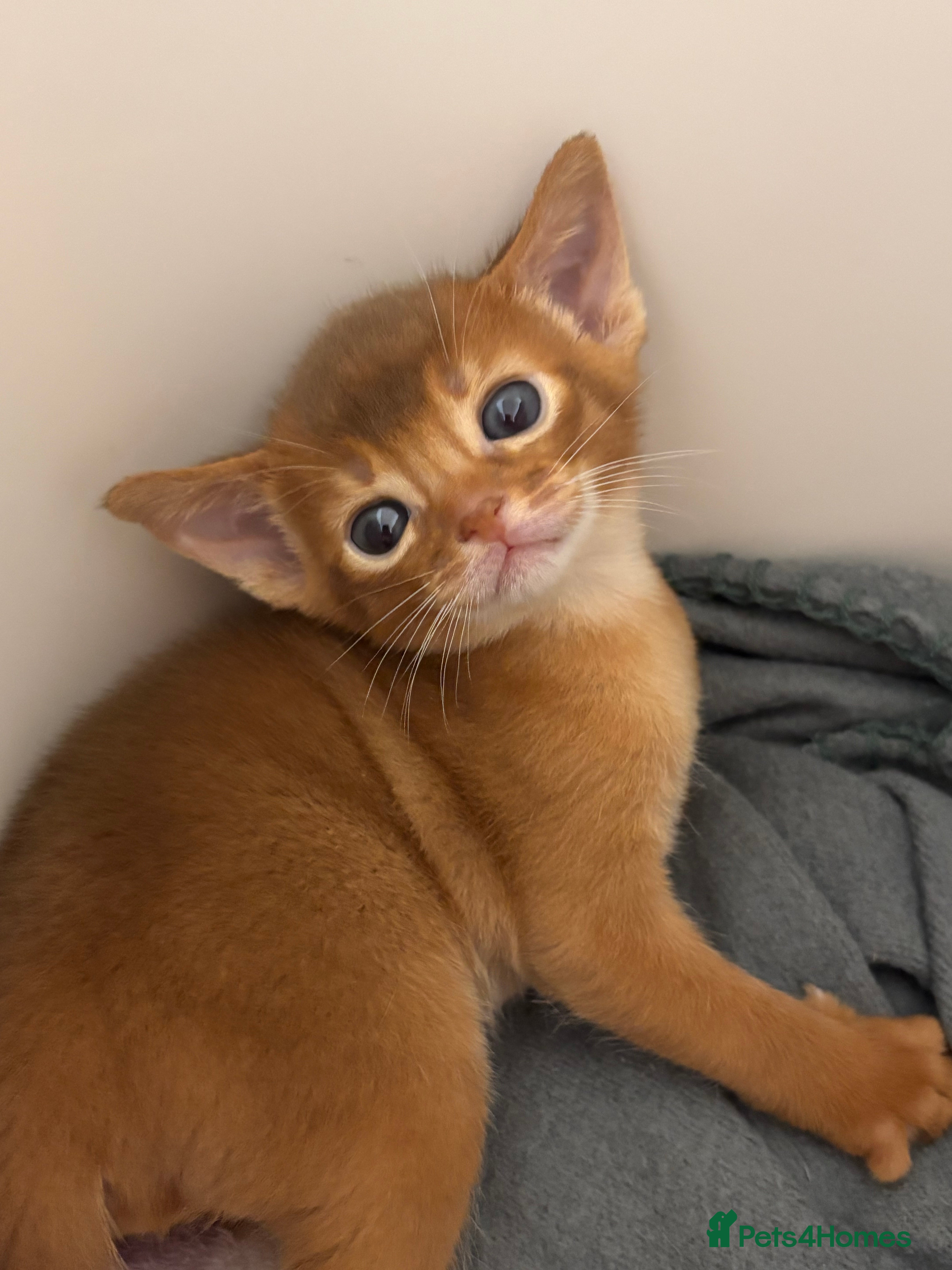 Abyssinian cats Stunning Abyssinian champion line kittens-last boy - Advert 1