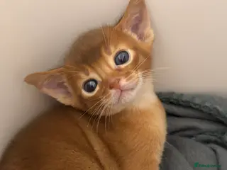 Abyssinian cats Stunning Abyssinian champion line kittens-last boy - Advert 1