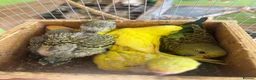 Budgerigars birds for sale: Baby budgies weeks old  - Advert 4