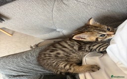 British Shorthair cats for sale: One little BSH X boy available.  - Image 7