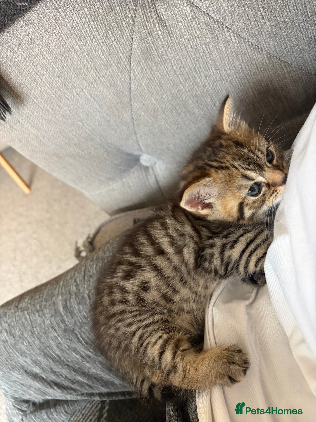 British Shorthair cats for sale: One little BSH X boy available.  - Image 7