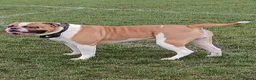 American Bulldog dogs for stud: American Bulldog Import For Stud - Advert 18