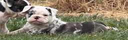 Olde English Bulldogge dogs for sale: 🐾2 Olde English bulldog puppies left 🐾 - Advert 10