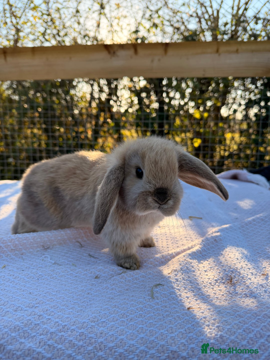 Mini Lop rabbits for sale: Mini Lop bunnies  - Advert 34