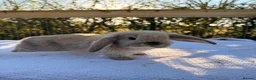 Mini Lop rabbits for sale: Mini Lop bunnies  - Advert 34