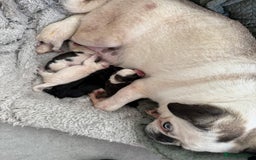 Pug dogs for sale: Pug puppies  - Image 3