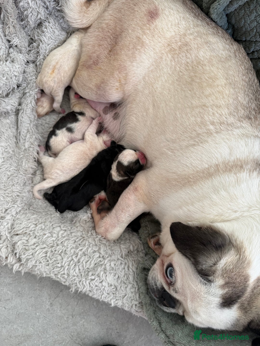 Pug dogs for sale: Pug puppies  - Image 3