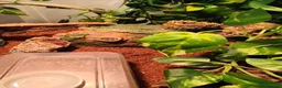 Gecko reptiles for sale: Baby Harley Quinn Crested Gecko  in South Shields - Advert 8
