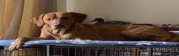 Labrador Retriever dogs for stud: Fully Health Tested Fox Red Labrador for Stud - Advert 5