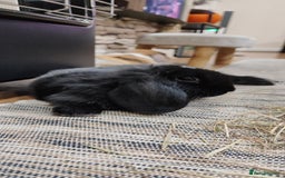 Mini Lop rabbits for sale: Mini lop and mini lop lion head  - Advert 14