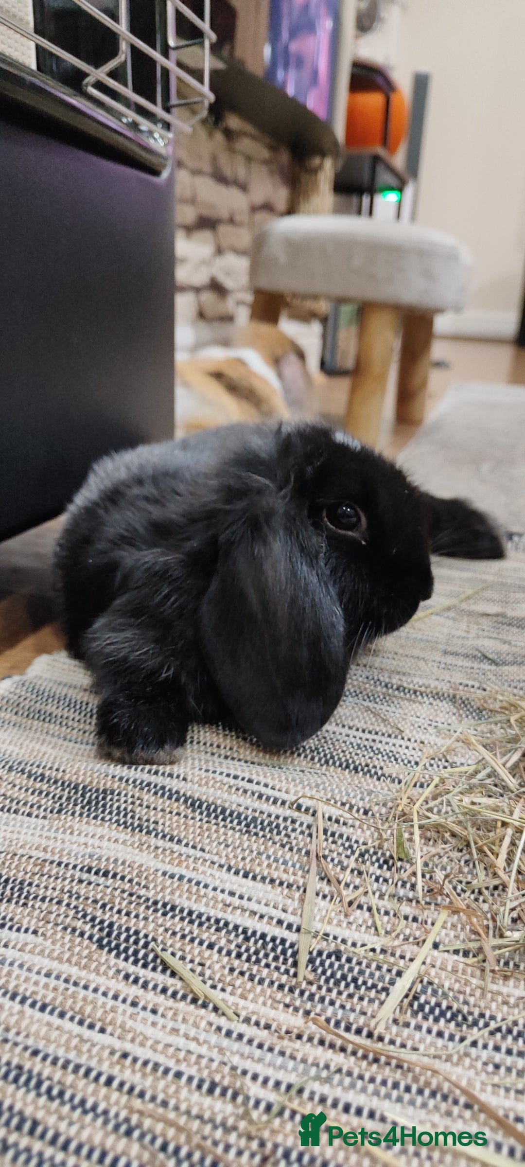 Mini Lop rabbits for sale: Mini lop and mini lop lion head  - Advert 14