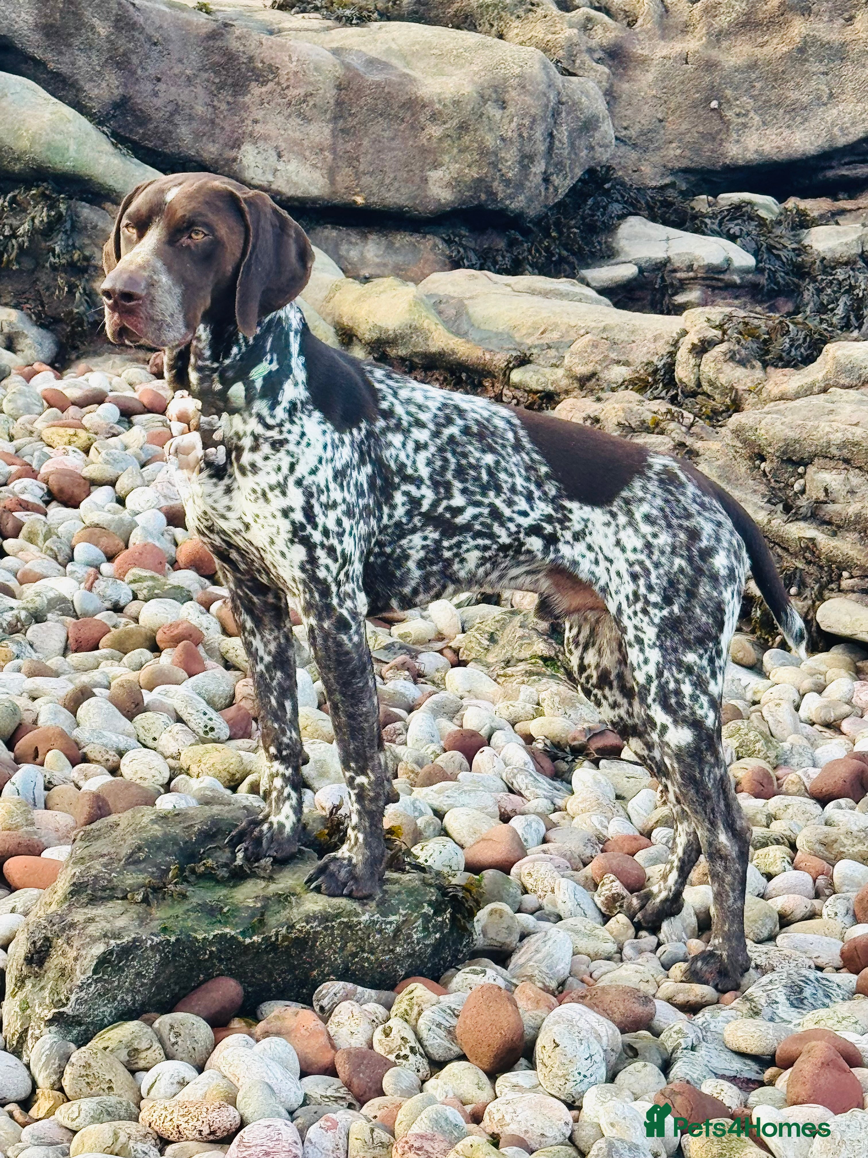 German Shorthaired Pointer dogs For Stud GSP Liver & White - Advert 4