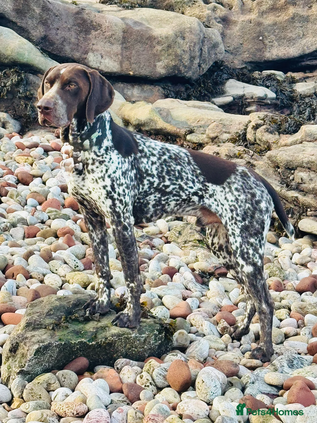 German Shorthaired Pointer dogs for stud: For Stud GSP Liver & White - Advert 1