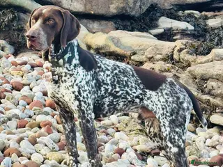 German Shorthaired Pointer dogs For Stud GSP Liver & White - Advert 4
