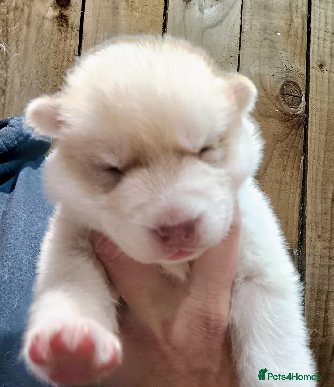 Siberian Husky dogs for sale: Beautiful litter of Siberian Huskies - Advert 8