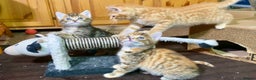 Mixed Breed cats for sale: Gorgeous Ginger And Tortoiseshell Female Kittens - Advert 27