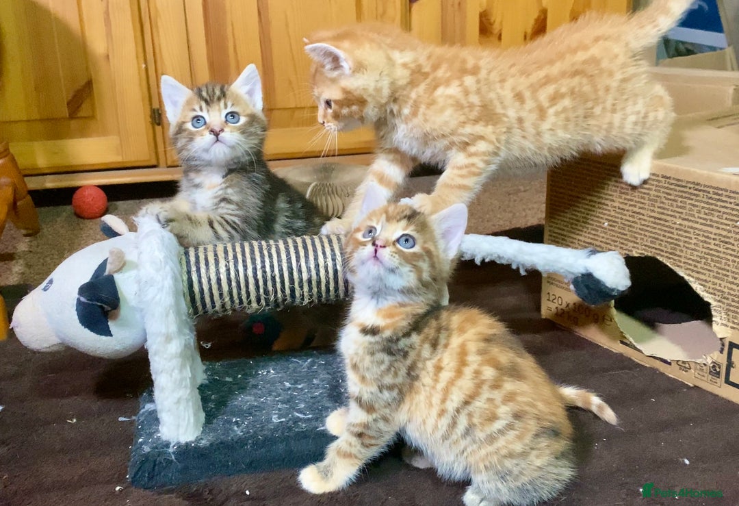 Mixed Breed cats for sale: Gorgeous Ginger And Tortoiseshell Female Kittens - Advert 27