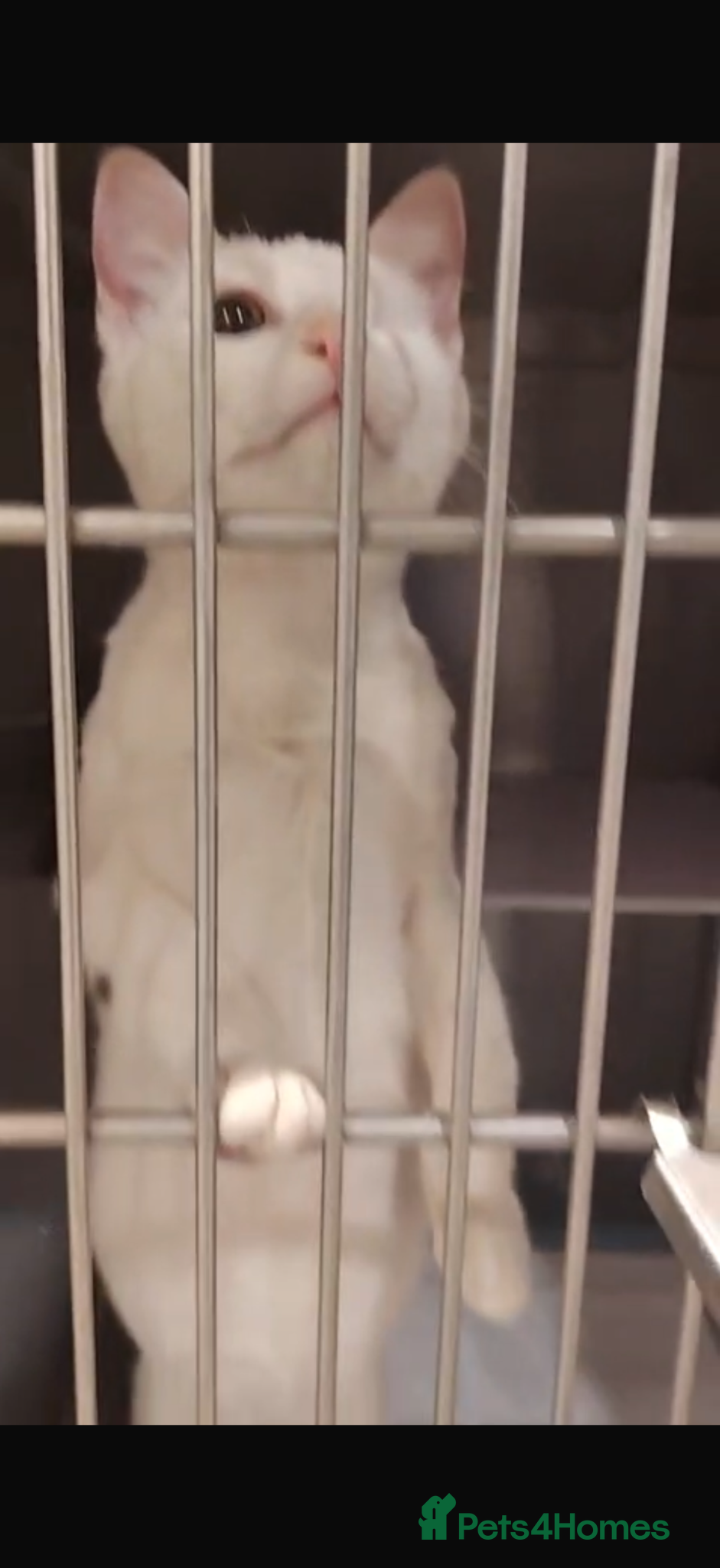 Domestic Shorthair cats Cotton eye Joe - Advert 3