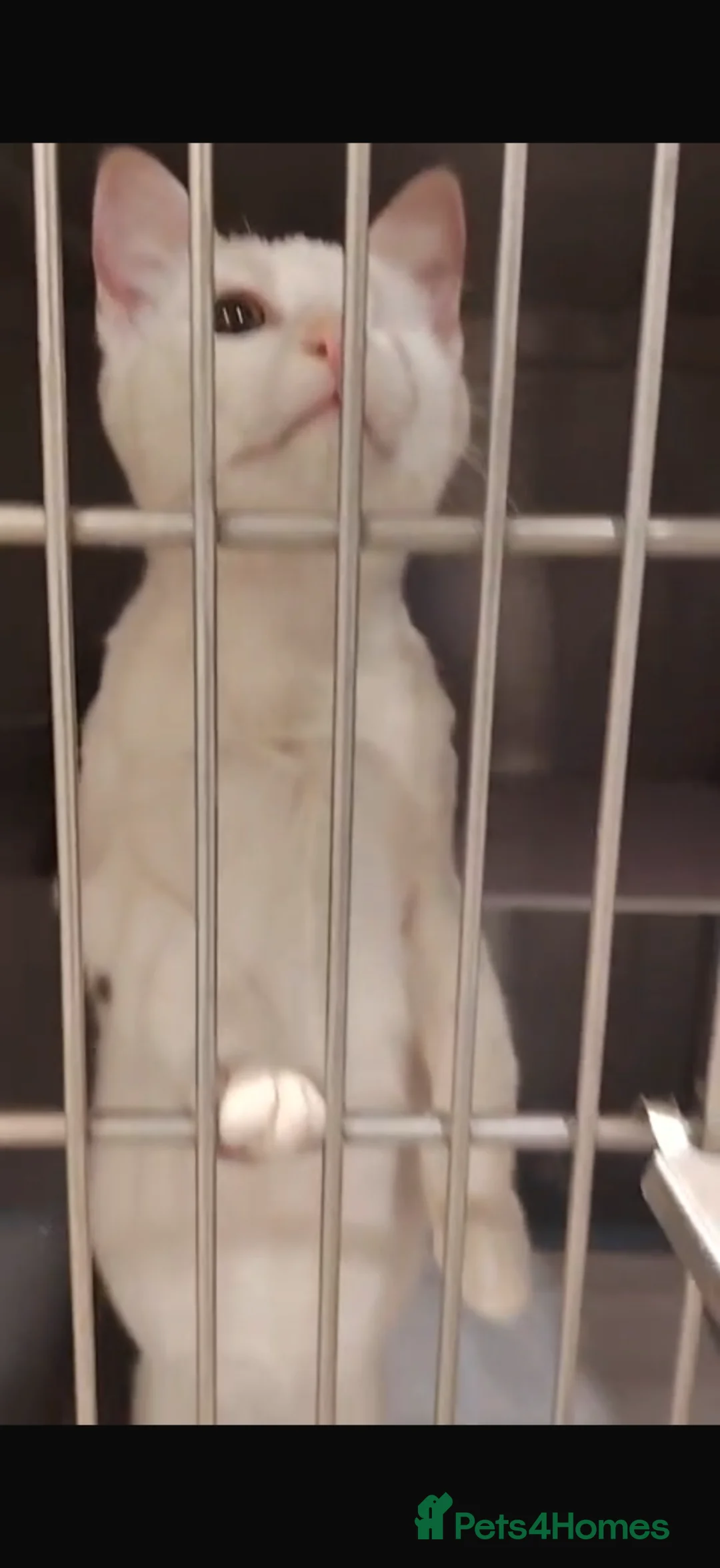 Domestic Shorthair cats for adoption: Cotton eye Joe - Advert 1