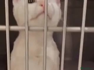 Domestic Shorthair cats Cotton eye Joe - Advert 3