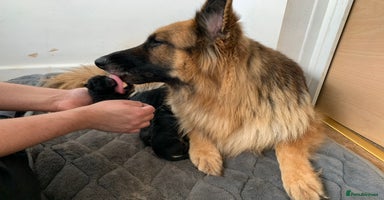 German Shepherd dogs - Advert 1
