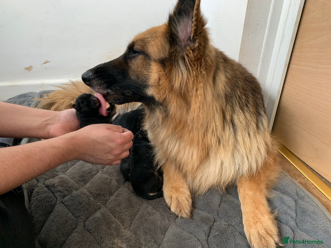 German Shepherd dogs for sale: Long-Medium hair pure bred German Shepherds 🇩🇪 - Image 2