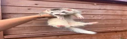 Ferret rodents for sale: FullangoraHob/1semiAngoraJill silver/2sableFullJil - Advert 13