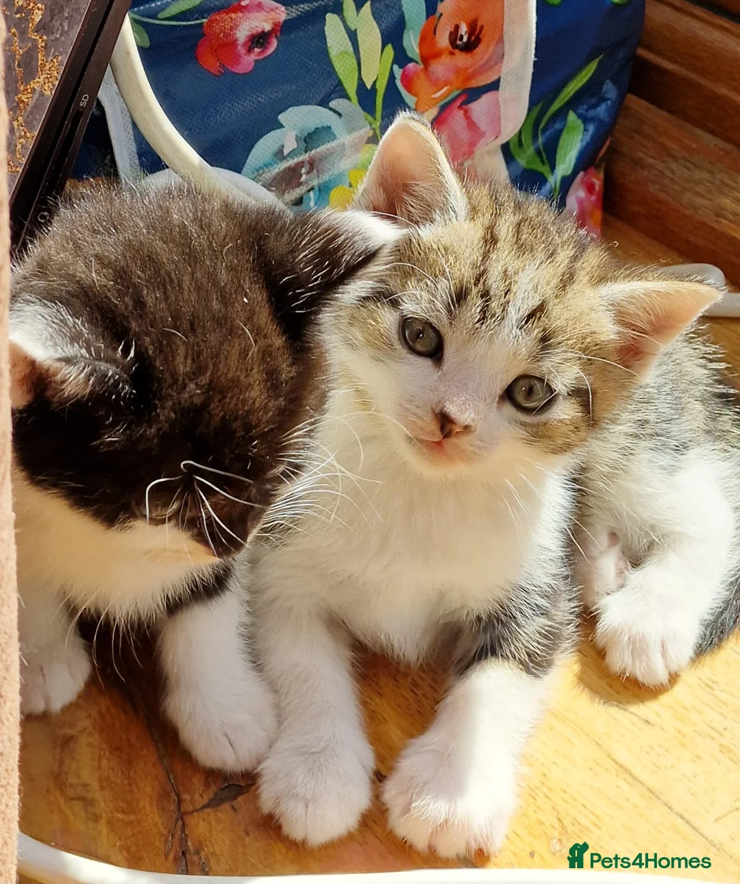 Mixed Breed cats for sale: Adorable Mixed British Shorthair Kittens 🐾 - Advert 13
