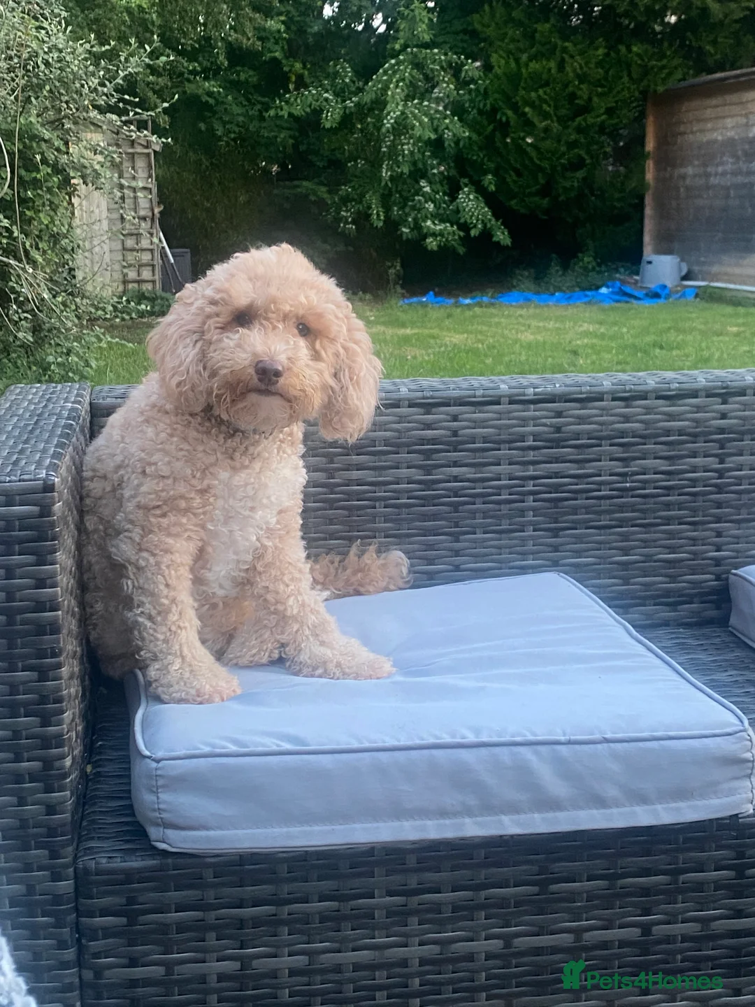 Poochon dogs for sale: Gorgeous Cockerpoochons  in Cheltenham - Advert 1