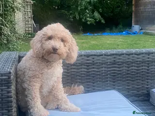 Poochon dogs Gorgeous Cockerpoochons in Cheltenham - Advert 3