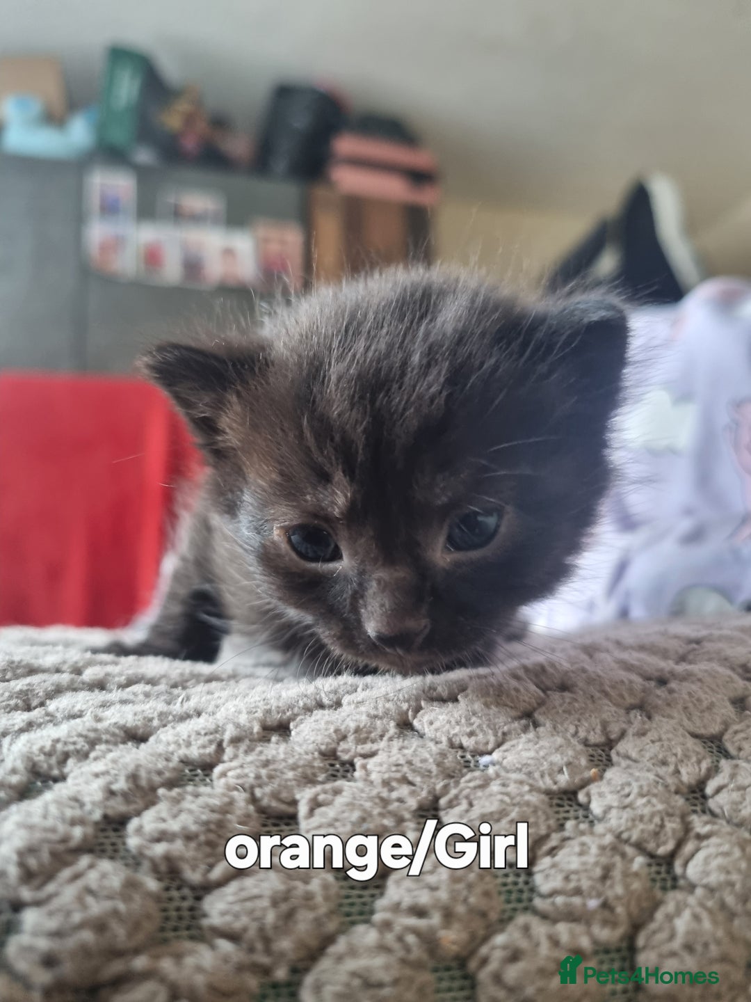 Mixed Breed cats for sale: Adorable Ragdoll-Mix Kittens Ready Soon! - Advert 6