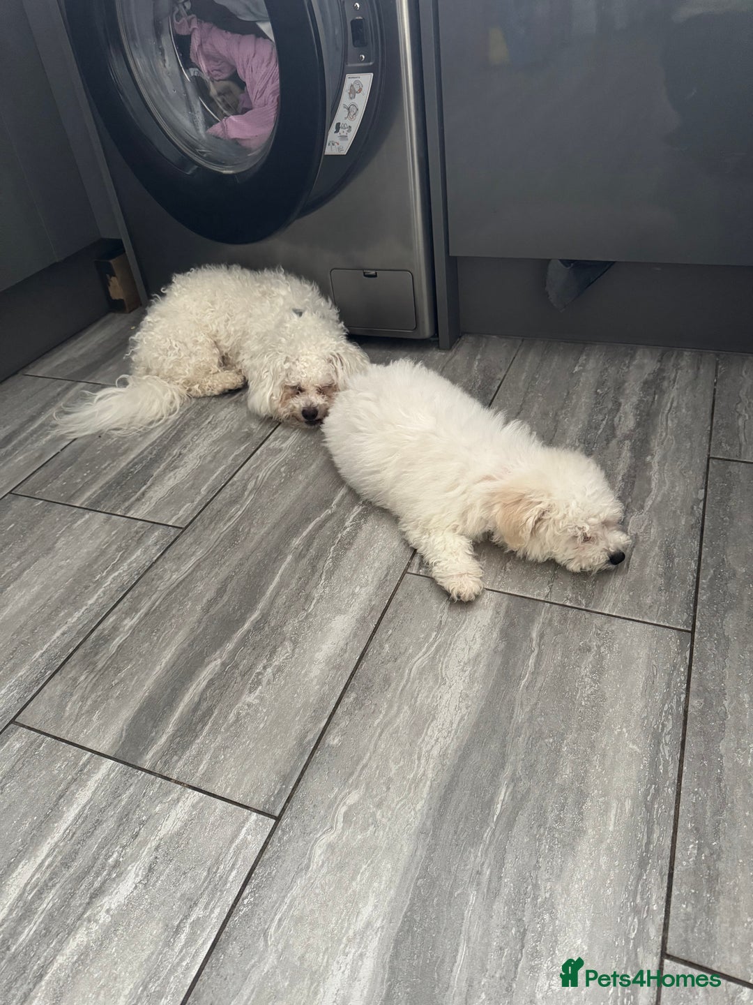 Bichon Frise dogs for sale: 2 bichons for sale  - Advert 7