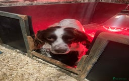 Sprocker dogs for sale: Sprocker spaniels  - Image 8