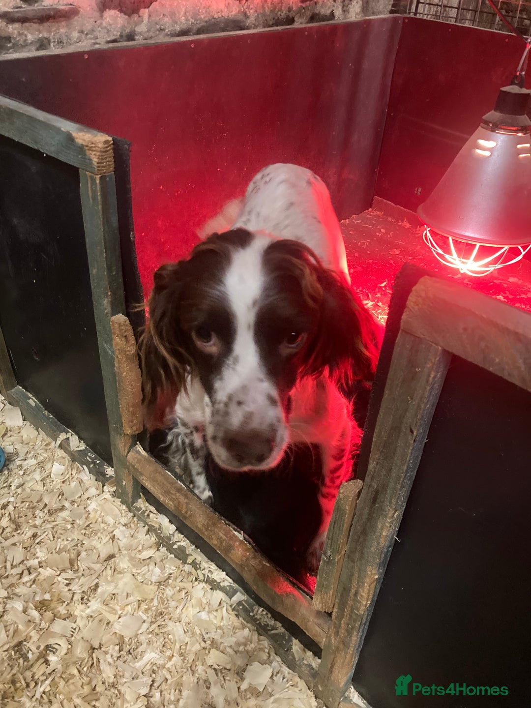 Sprocker dogs for sale: Sprocker spaniels  - Image 8