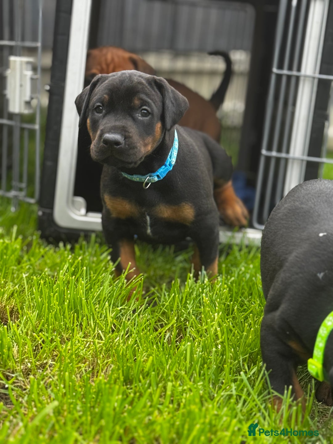 Dobermann dogs for sale: F1b Working dobermanns  - Image 18