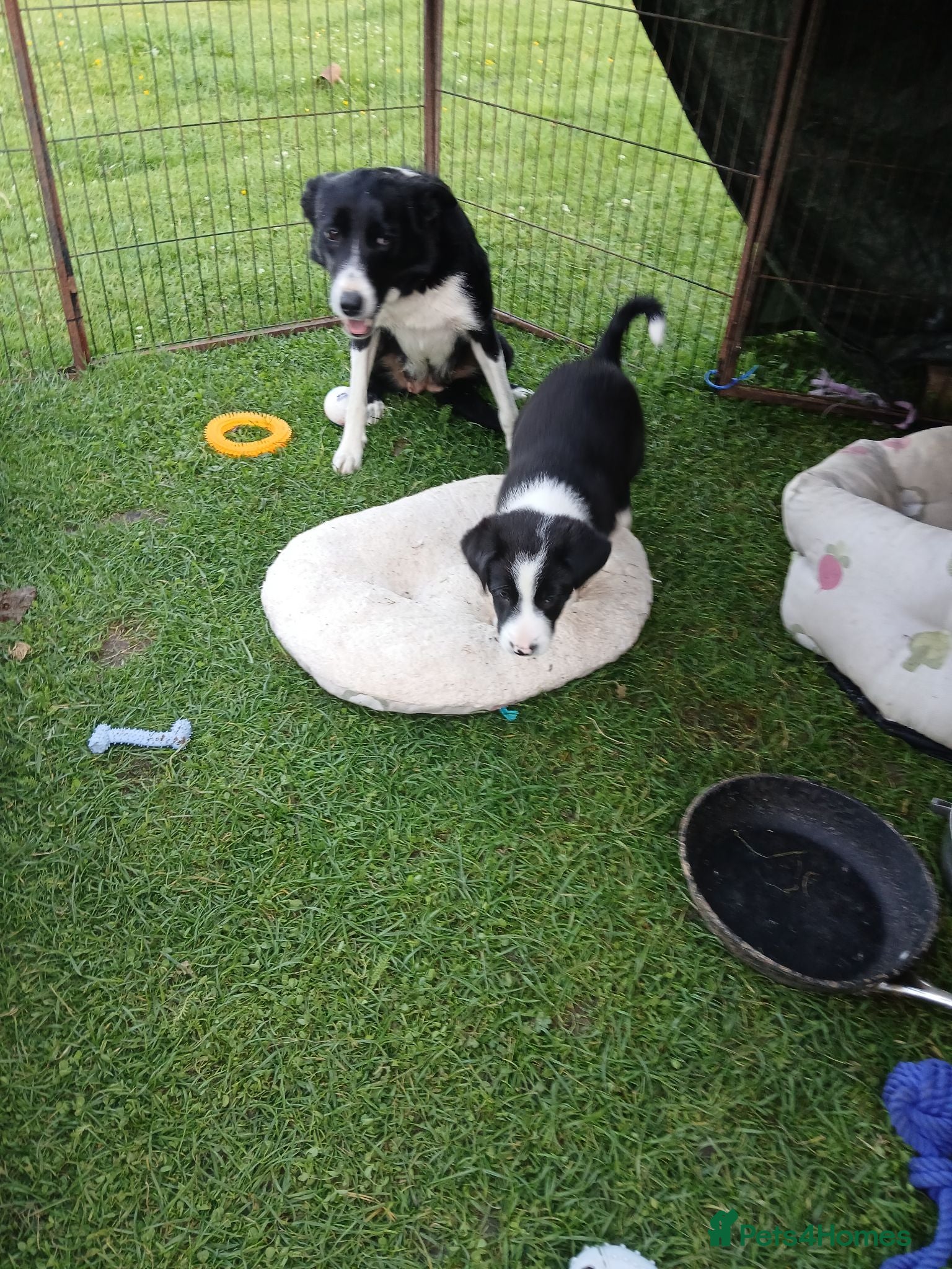 Border Collie dogs Border collie pups for sale - Advert 2