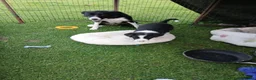 Border Collie dogs for sale: Border collie pups for sale - Advert 2