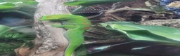 Gecko reptiles for sale: Giant Madagascan day Gecko - Advert 1