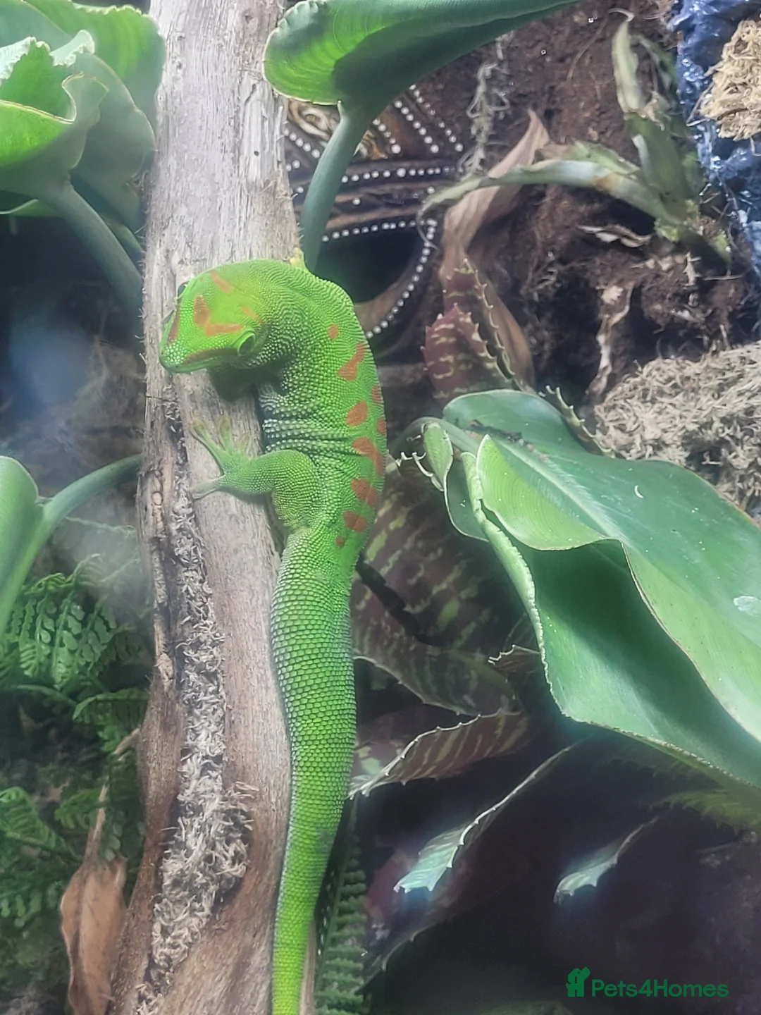 Gecko reptiles for sale: Giant Madagascan day Gecko - Advert 1