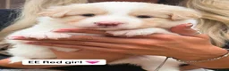 Border Collie dogs for sale: Stunning Champion line puppies  - Advert 9