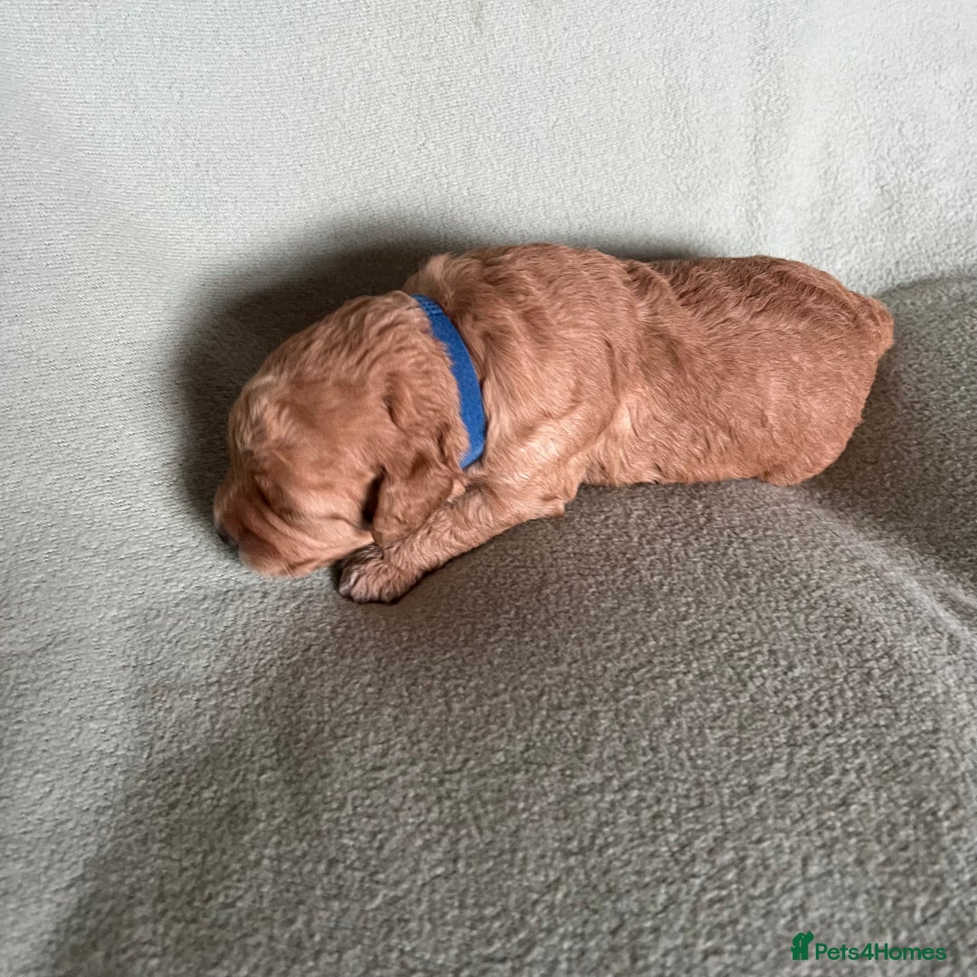 Australian Labradoodle dogs for sale: Fib Labradoodle puppies - Advert 20