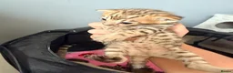 Mixed Breed cats for sale: Beautiful seal mink colour bengal kittens  - Advert 5
