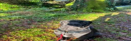 Cane Corso dogs for sale: 1 year old Cane Corso in Launceston - Advert 6
