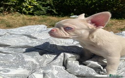 French Bulldog dogs for sale: French bulldog puppies - 3 boys 1 girl (pink husky - Image 10