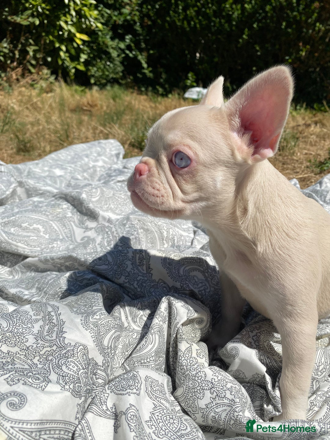 French Bulldog dogs for sale: French bulldog puppies - 3 boys 1 girl (pink husky - Image 10