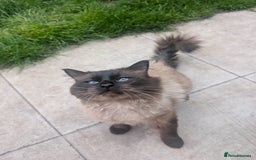 Ragdoll cats for sale: Absolutely gorgeous mink seal ragdoll for sale  - Image 4